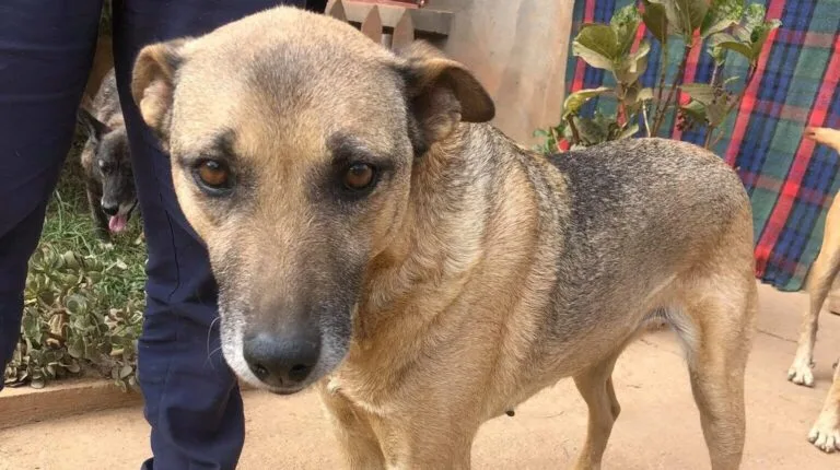Chien recueilli par l'association en convalescence dans le jardin du refuge